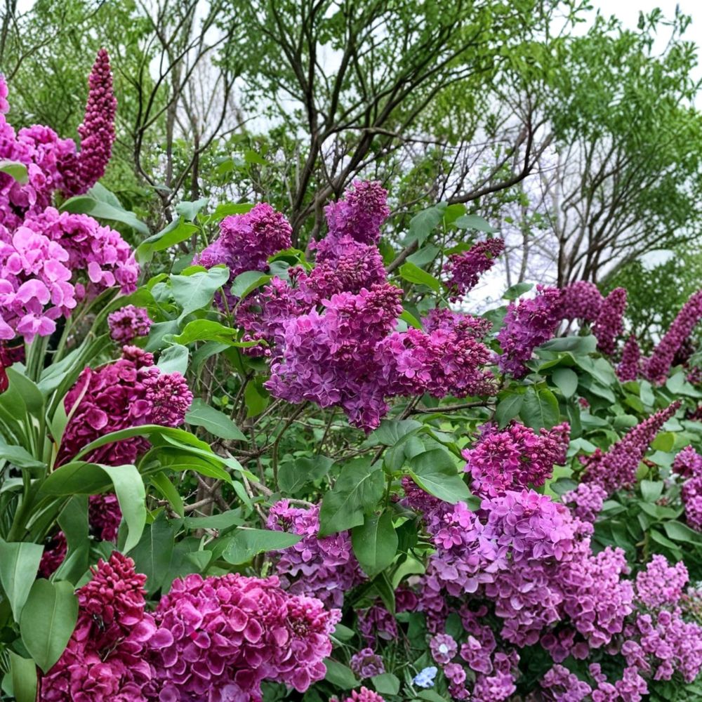 Charles Joly French Lilac - 3 Ft Tall Potted Shrub with Double Dark Red Fragrant Blooms
