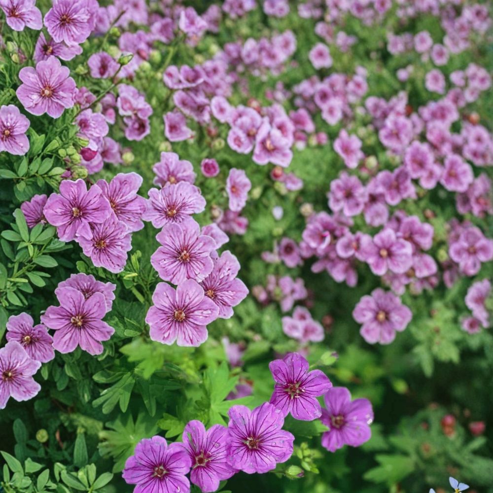 Dilys Geranium Seeds – Pelargonium Flower Seeds | 25+ Seeds | Easy to Grow, Patio & Container Friendly