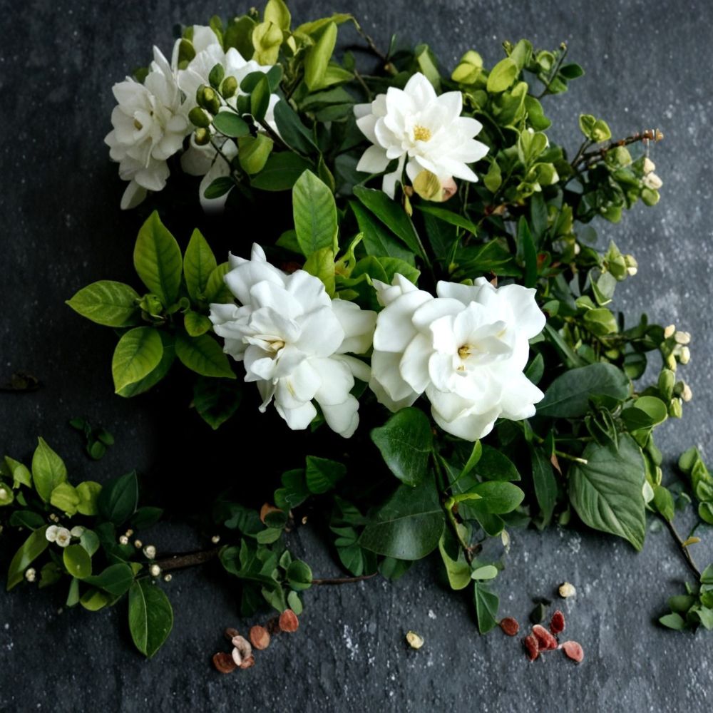 Gardenia Plant Set of 2 – 12 Inch Tall Bare Root Gardenia jasminoides with Fragrant White Flowers