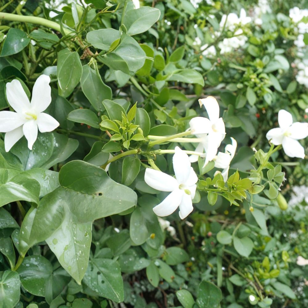 Common Jasmine Jasminum officinale Live Plants Set of 3 | Fragrant Climbing Vine in 3.5 Inch Pots