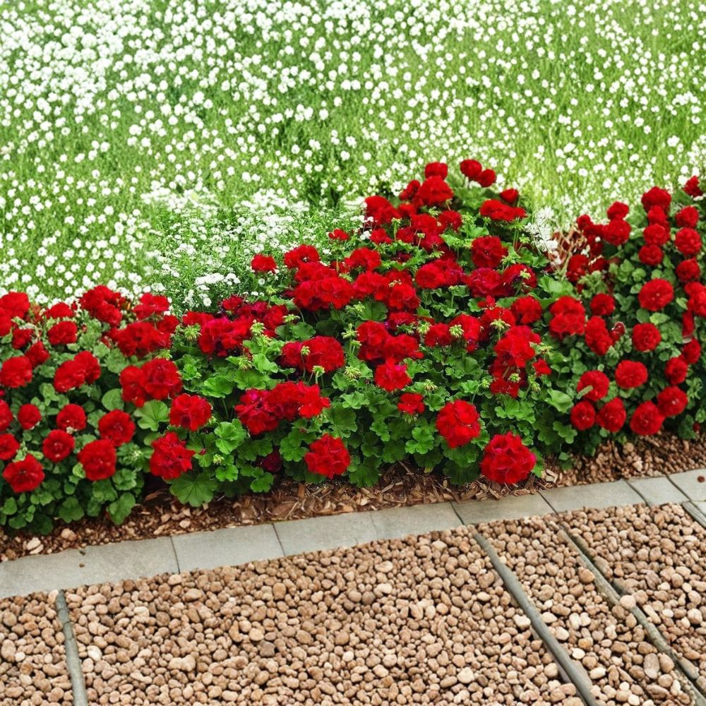 Mountie Red Ivy Geranium Cuttings – 8 Fresh Scarlet Red Pelargonium Cuttings for Rooting