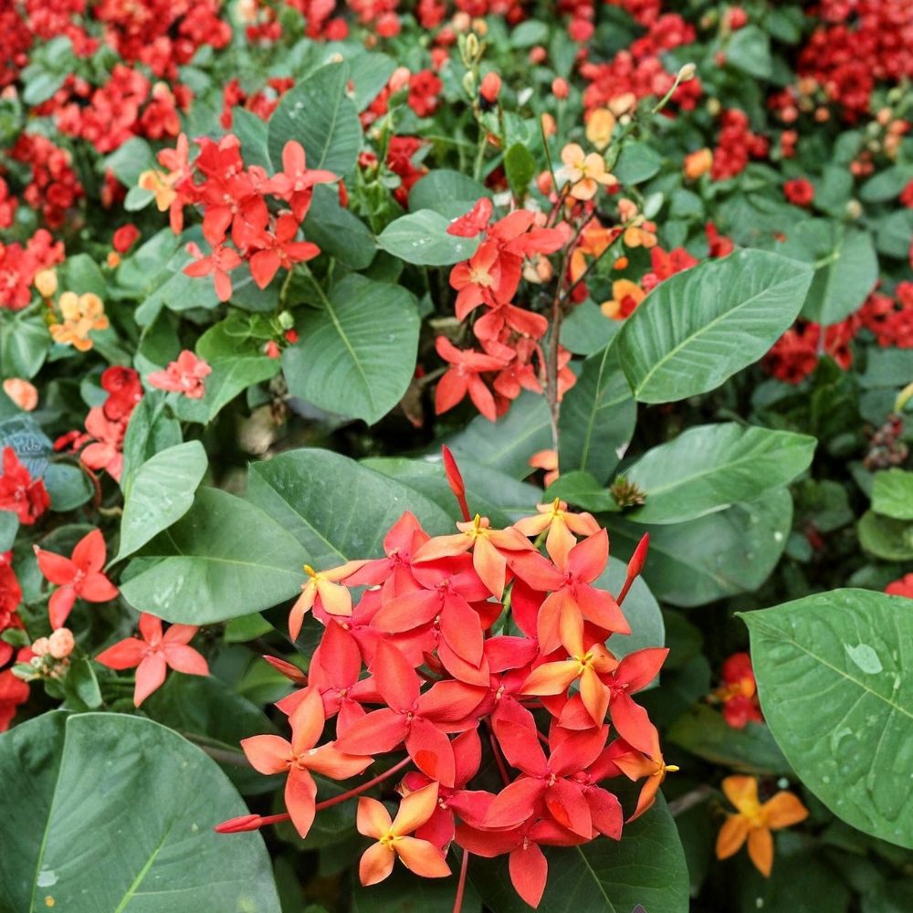 Flame of the Woods Geranium Seeds – Ixora coccinea | 25+ Tropical Red Flower Seeds