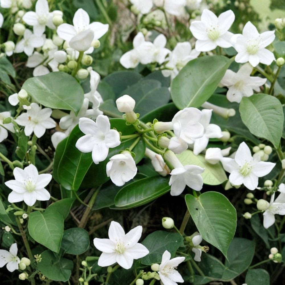 Madagascar Jasmine Seeds – 5 Rare Stephanotis floribunda Seeds for Fragrant Tropical Climbing Vine