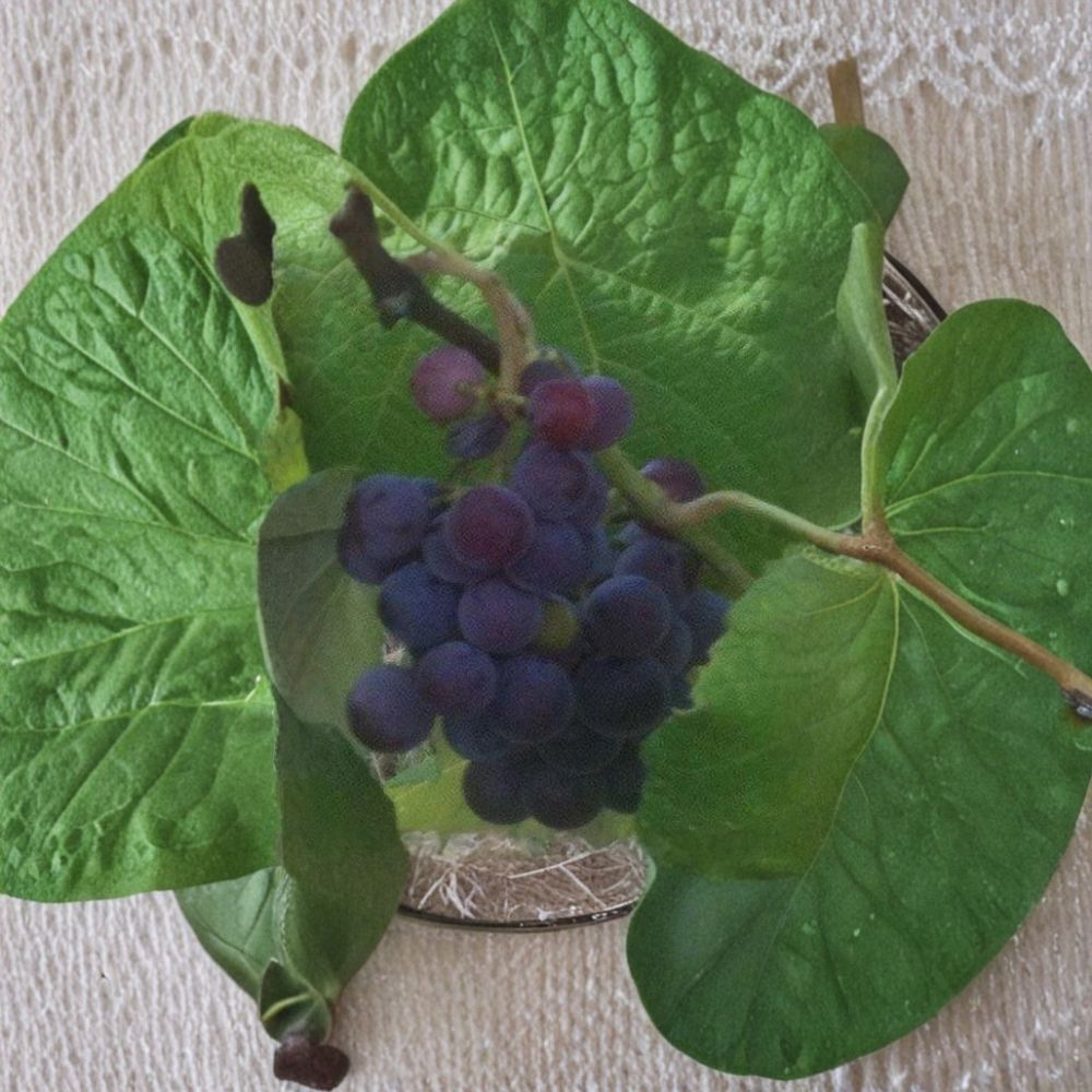 Saturn Blue Seedless Grape Vine – 3 Gallon Live Vitis vinifera Plant | Large Seedless Blue Grapes | Self-Fertile Fruit Vine