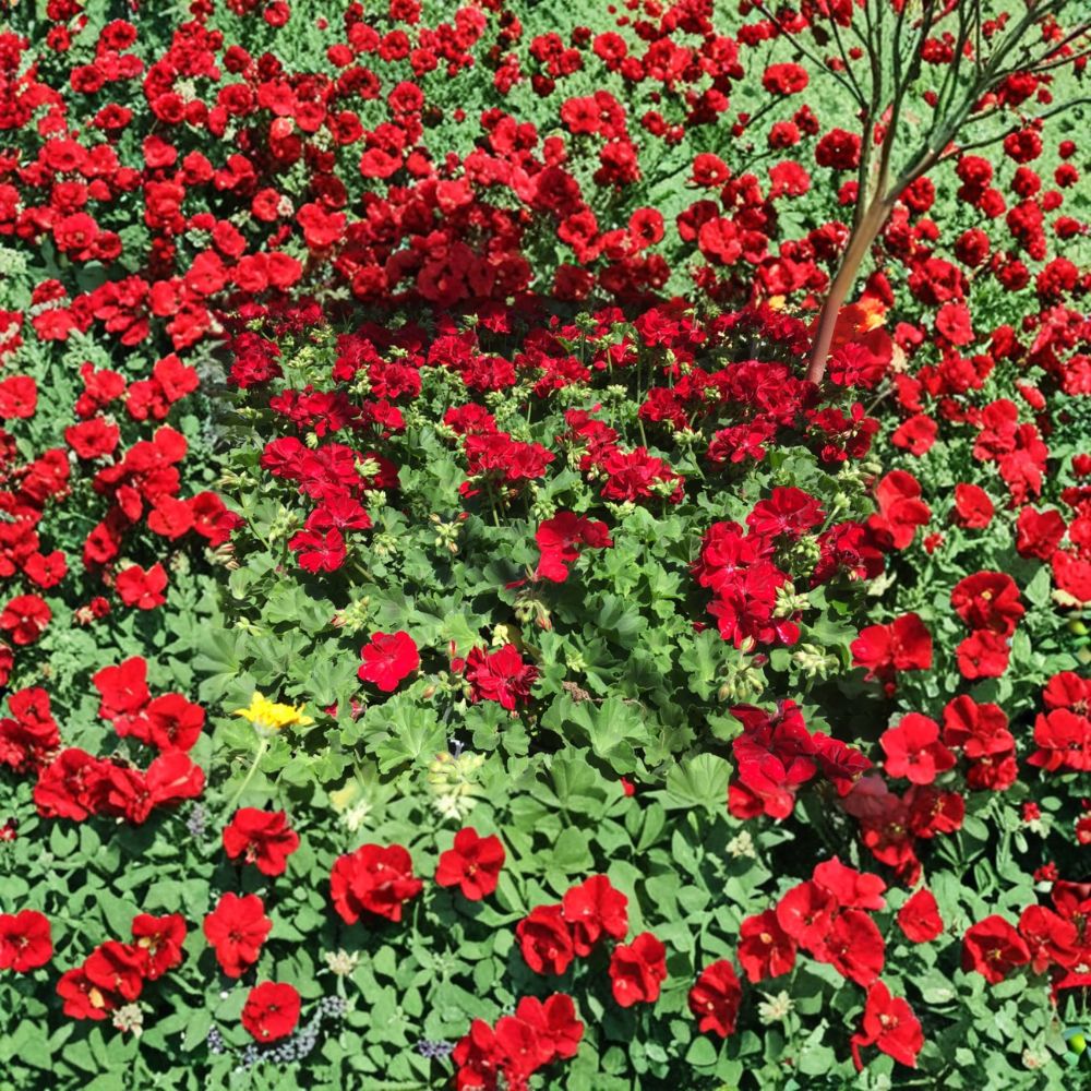 Ivy Zonal Geranium Deep Velvet Red – 6 Pelargonium Cuttings with Rooting Hormone