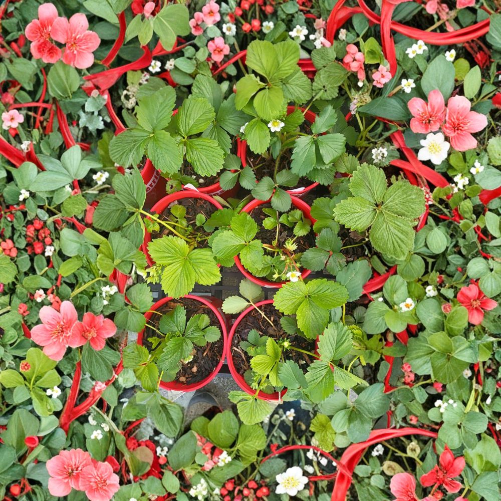 Wild Alaska Strawberry Pups – 5 Live Hardy Strawberry Plants for Cold Climates