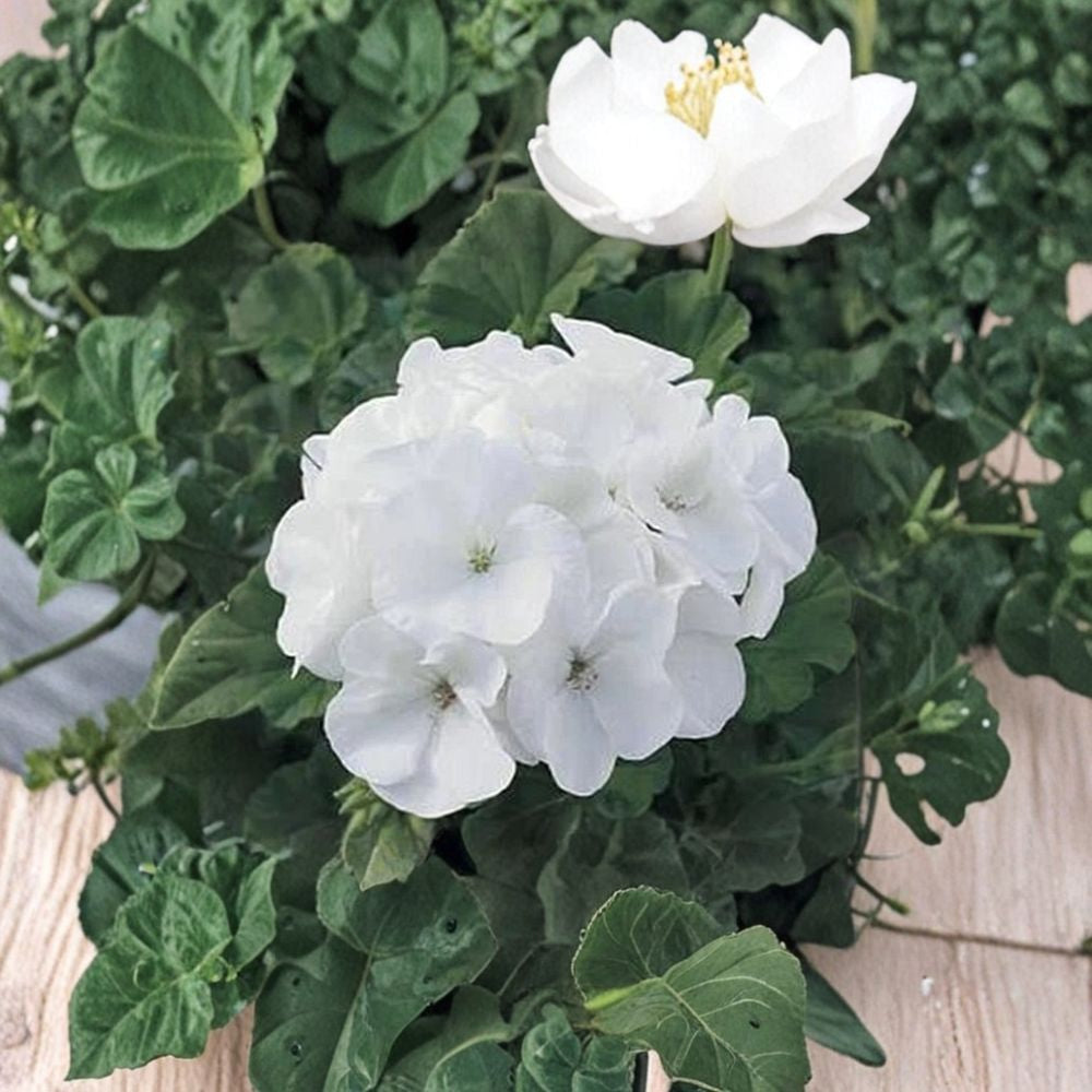 Maverick Series White Geranium Seeds – Pelargonium hortorum | 10 Seeds | White Blooms | Garden & Container Friendly