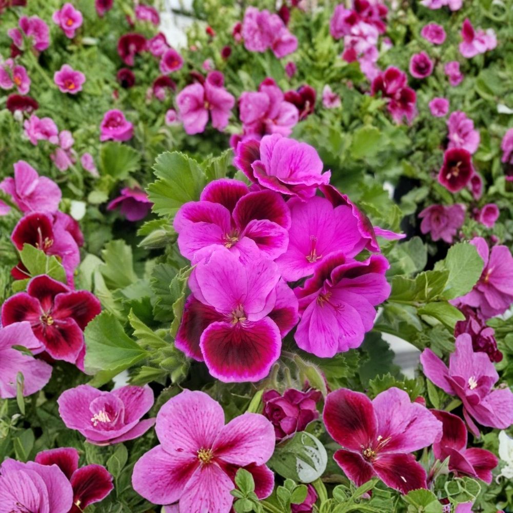 Martha Washington Geranium Cuttings – 6 Fresh Regal Pelargonium Cuttings for Rooting