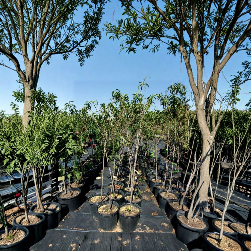 Scarlet Prince Peach Tree – Live Fruit Tree 4-6 Feet | Sweet Juicy Freestone Peaches | Self-Pollinating