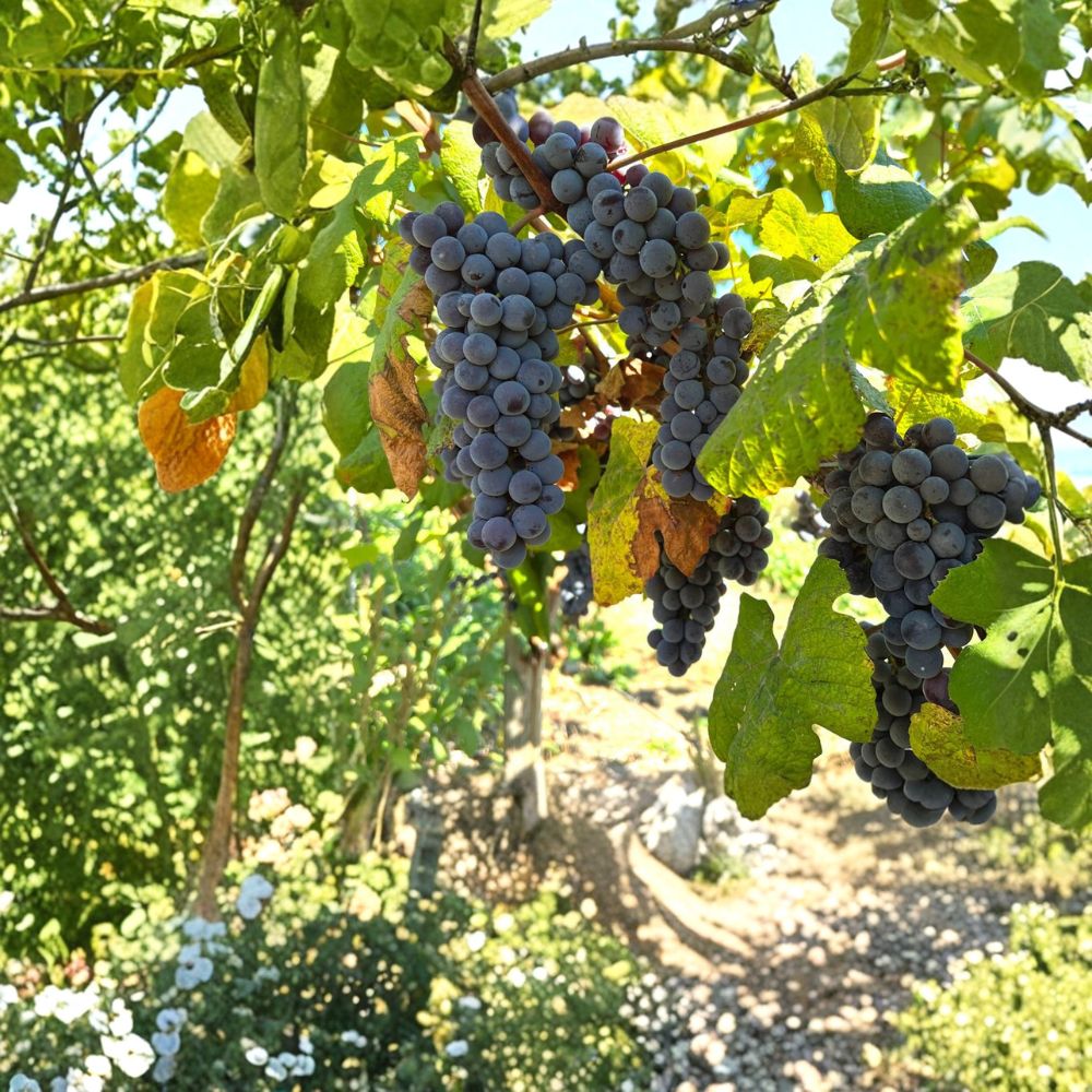 Steuben Grape Cuttings 5 Pack – Cold Hardy Sweet Blue Purple Slip-Skin Table Grapes