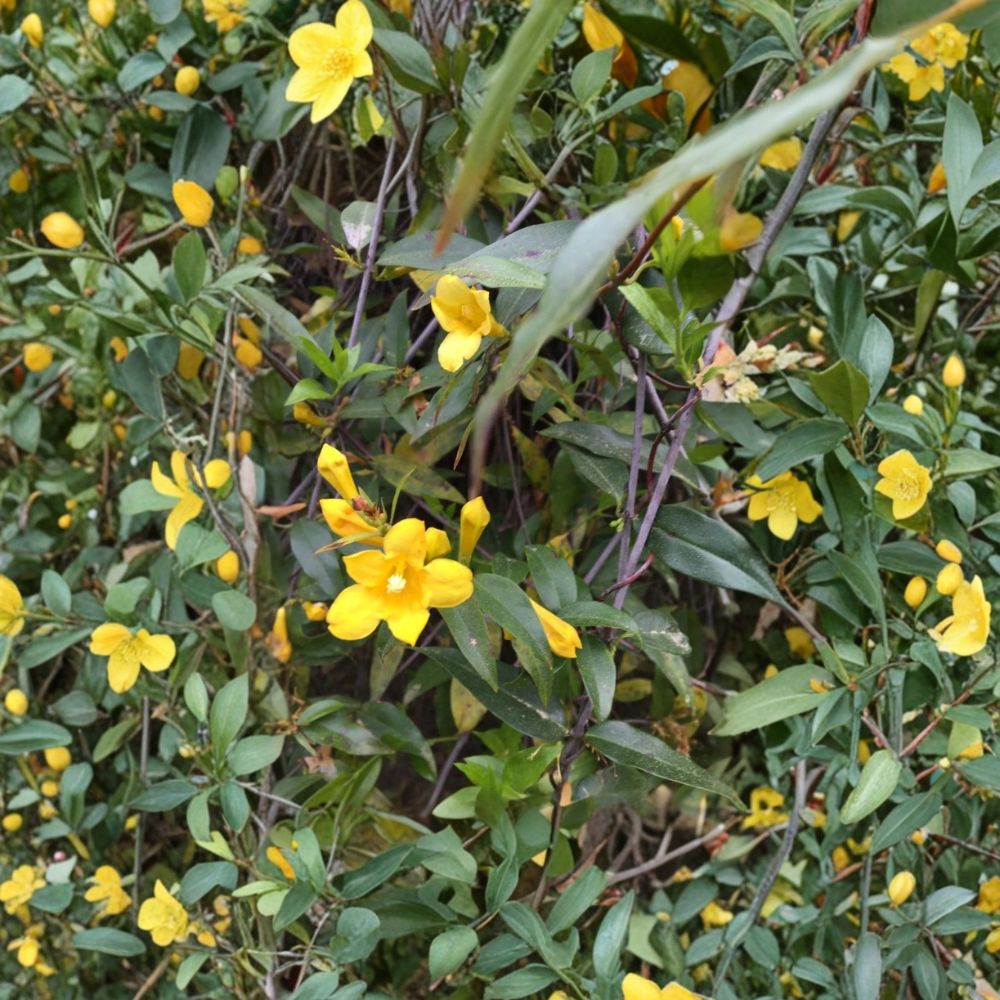 Carolina Yellow Jasmine Seeds – Gelsemium sempervirens | 25+ USA Grown Evergreen Climbing Vine