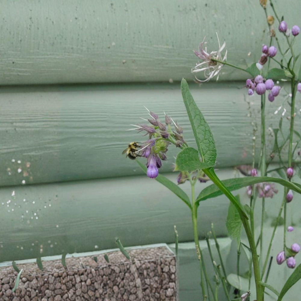 True Comfrey Seeds - Symphytum officinale | 25 Alaska Grown Seeds | Hardy Perennial Herb