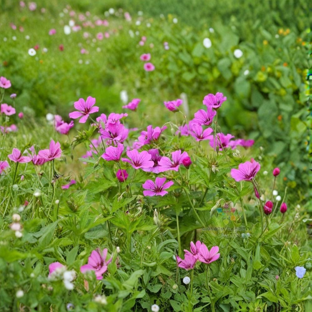 Patricia Geranium Seeds – 25+ Premium Flower Seeds for Hardy Garden Blooms
