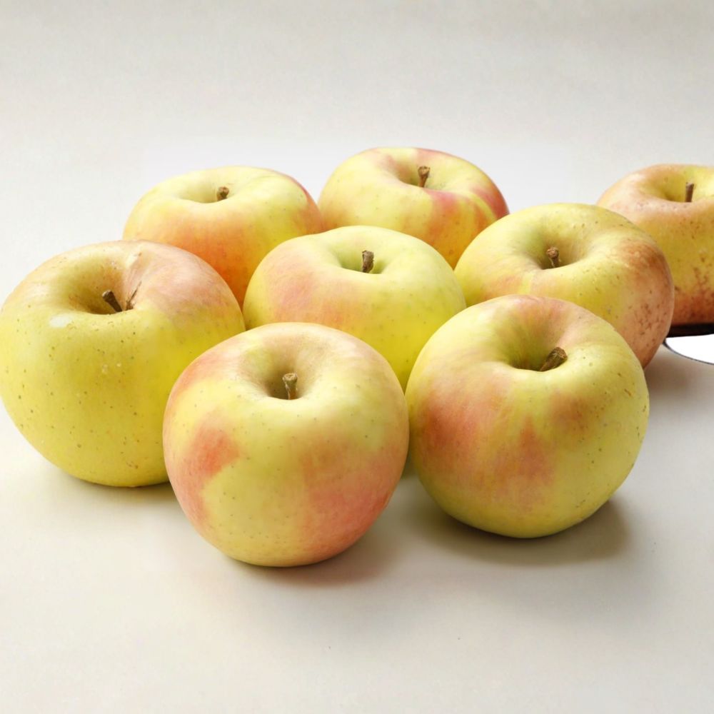 Gunma Meigetsu Apple Tree – Semi-Dwarf M7 Rootstock, Super Sweet Japanese Honey Apple, 32 Inches Tall