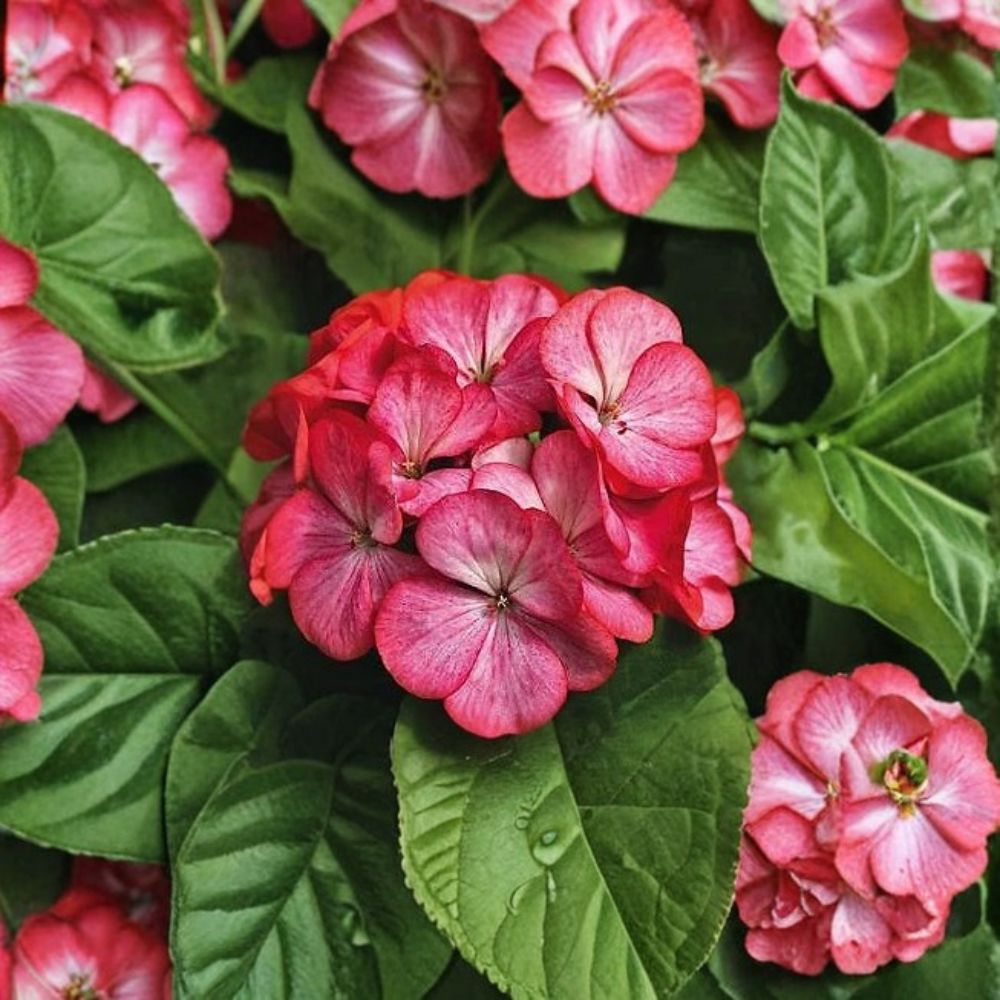 Geranium Maverick Scarlet Picotee Pelargonium Seeds - 1,000 Robust Scarlet Picotee Blooms