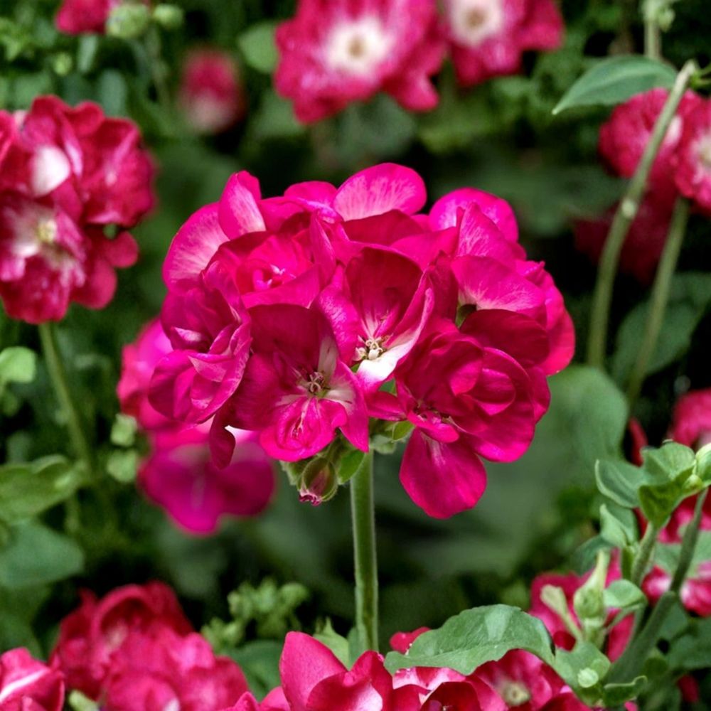 Bright Pink Geranium Seeds - 10 Pelargonium Zonale Flower Seeds for Patio & Balcony Gardens