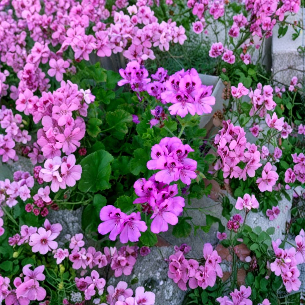Purple Regal Geranium Cuttings – Pelargonium x domesticum Live Unrooted Plants | 3 Healthy 6 Inch Cuttings