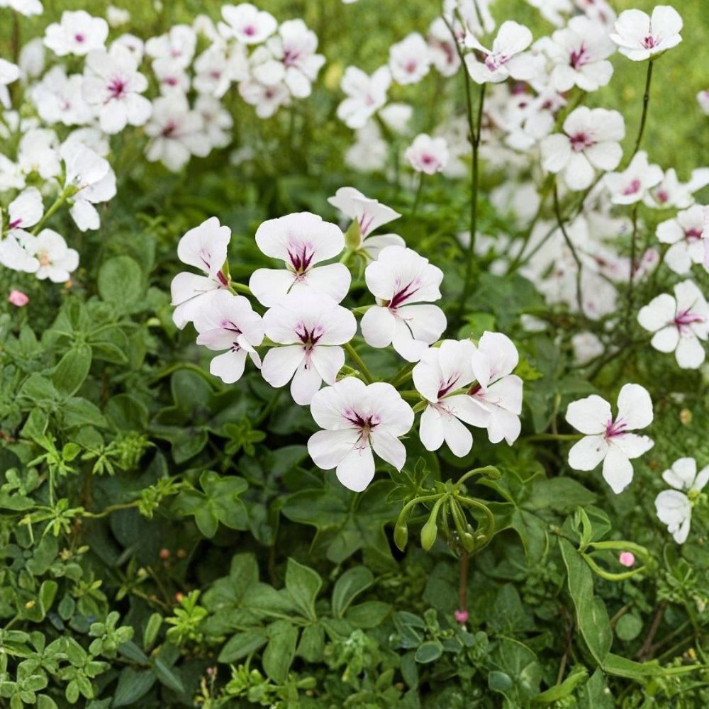 Reach Out White Ivy Geranium Seeds – 100 Pelargonium Seeds for Baskets & Pots