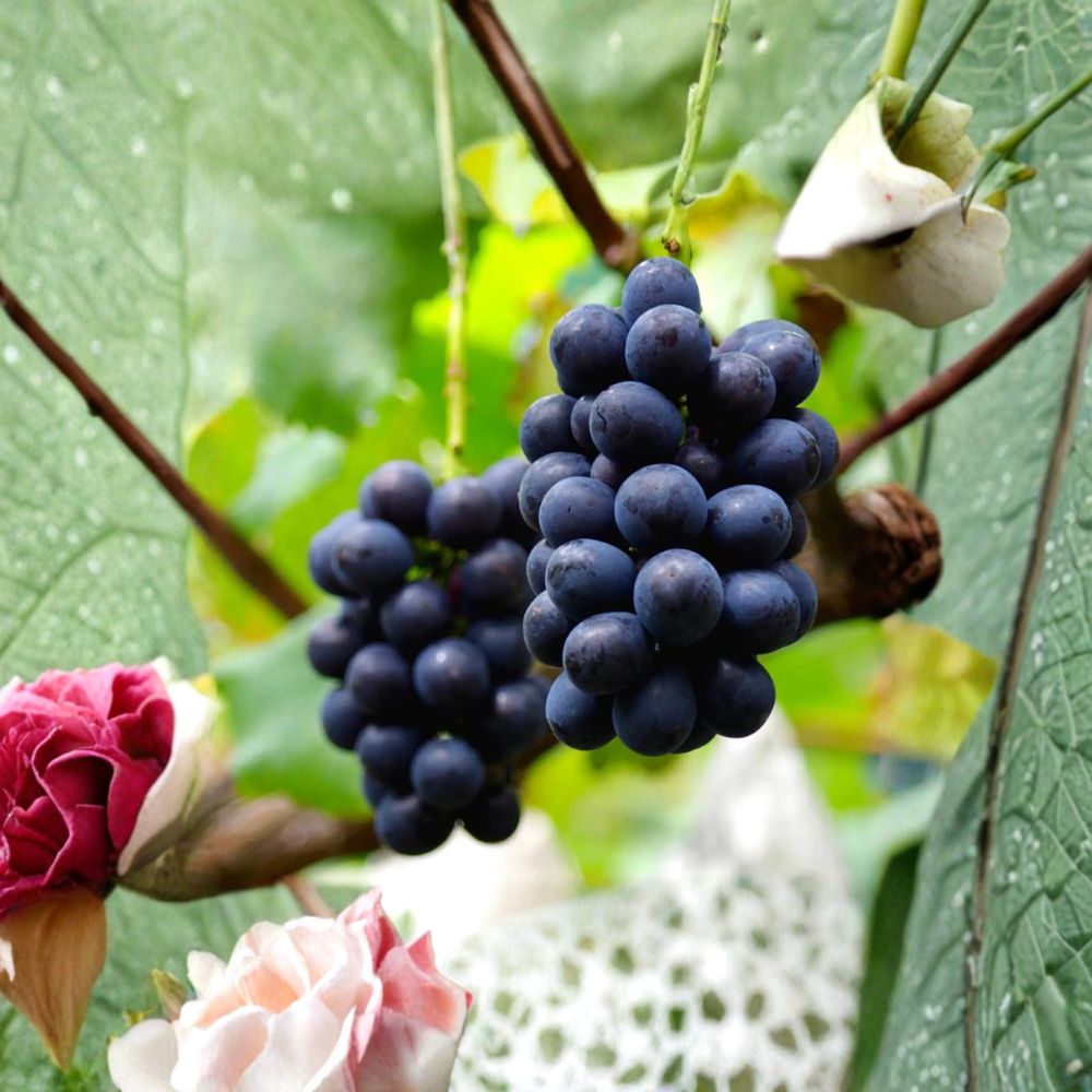 Nagano Purple Grape Vine – Premium Seedless Japanese Grape with Large Sweet Purple Berries