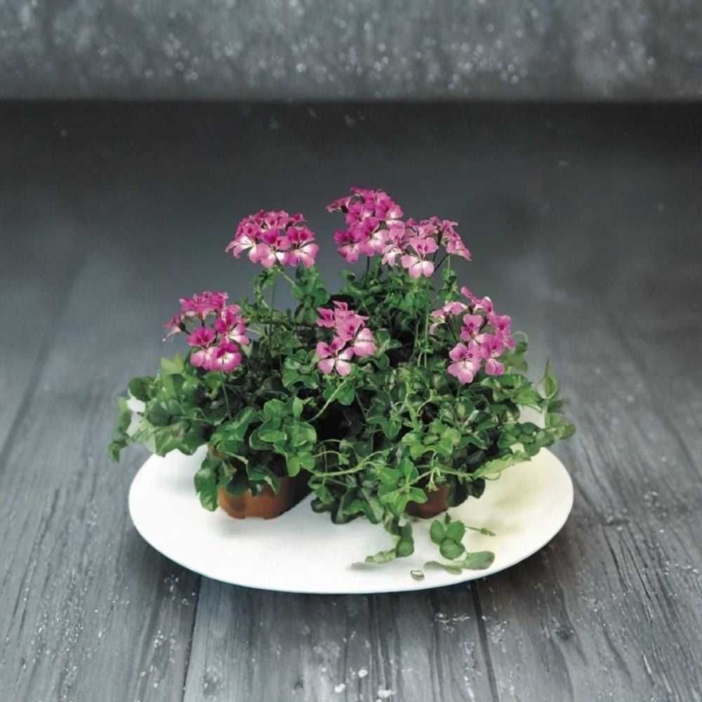 Tornado Bicolor Duet Geranium Seeds | 15 Film Coated Seeds | Trailing Ivy Geranium for Hanging Baskets