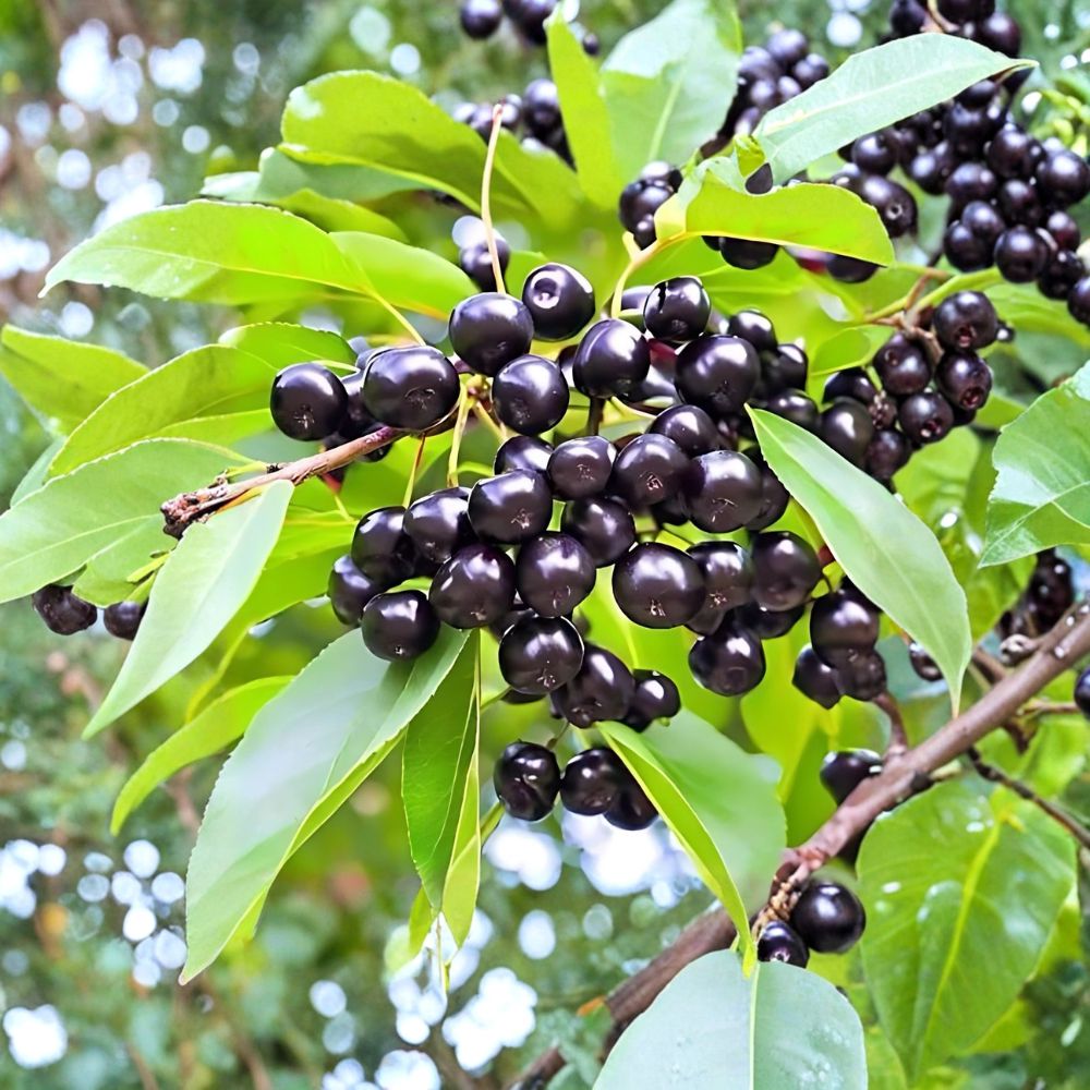Wild Black Cherry Trees Prunus serotina Set of 2 Bare Root 2 Ft Native Fruit Trees Fast Growing