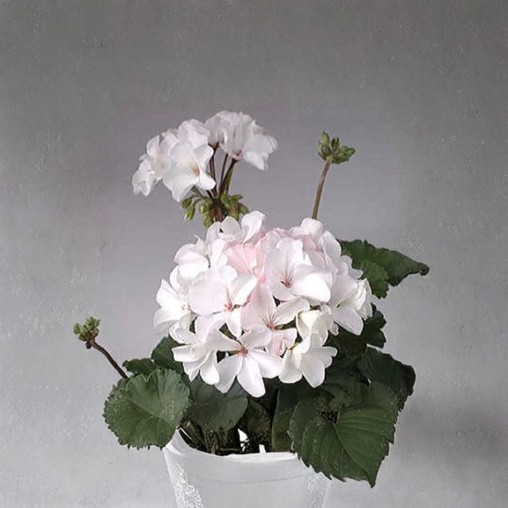 Multi Bloom White Geranium Seeds – Pelargonium hortorum | 15 Seeds | White Cluster Blooms | Garden & Container Friendly