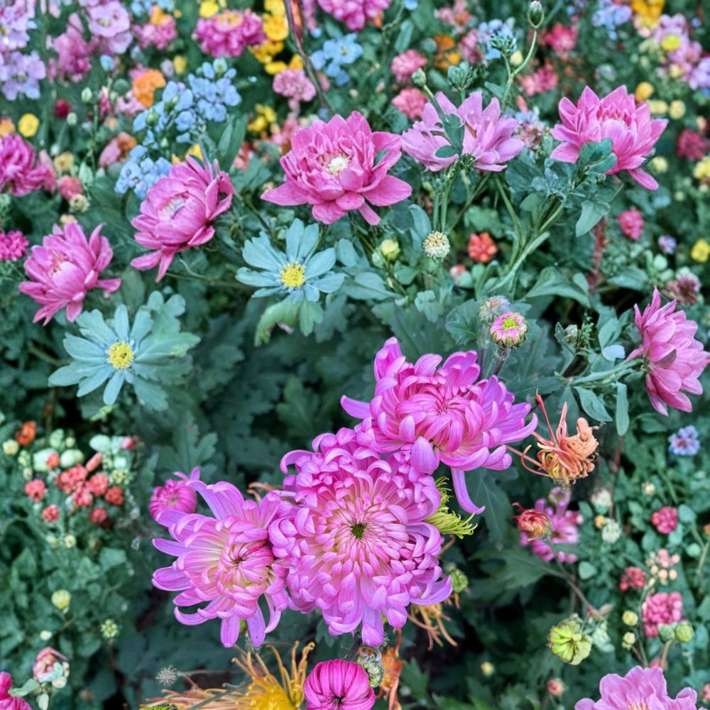 Pale Pink Chrysanthemum Plant – Hardy Perennial with Large Flowers | Chrysanthemum morifolium