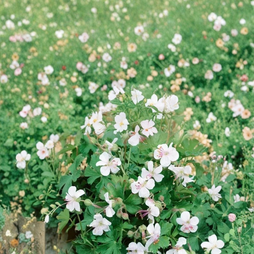 Harz Geranium Seeds – 25+ Premium Pelargonium Flower Seeds for Patio & Balcony
