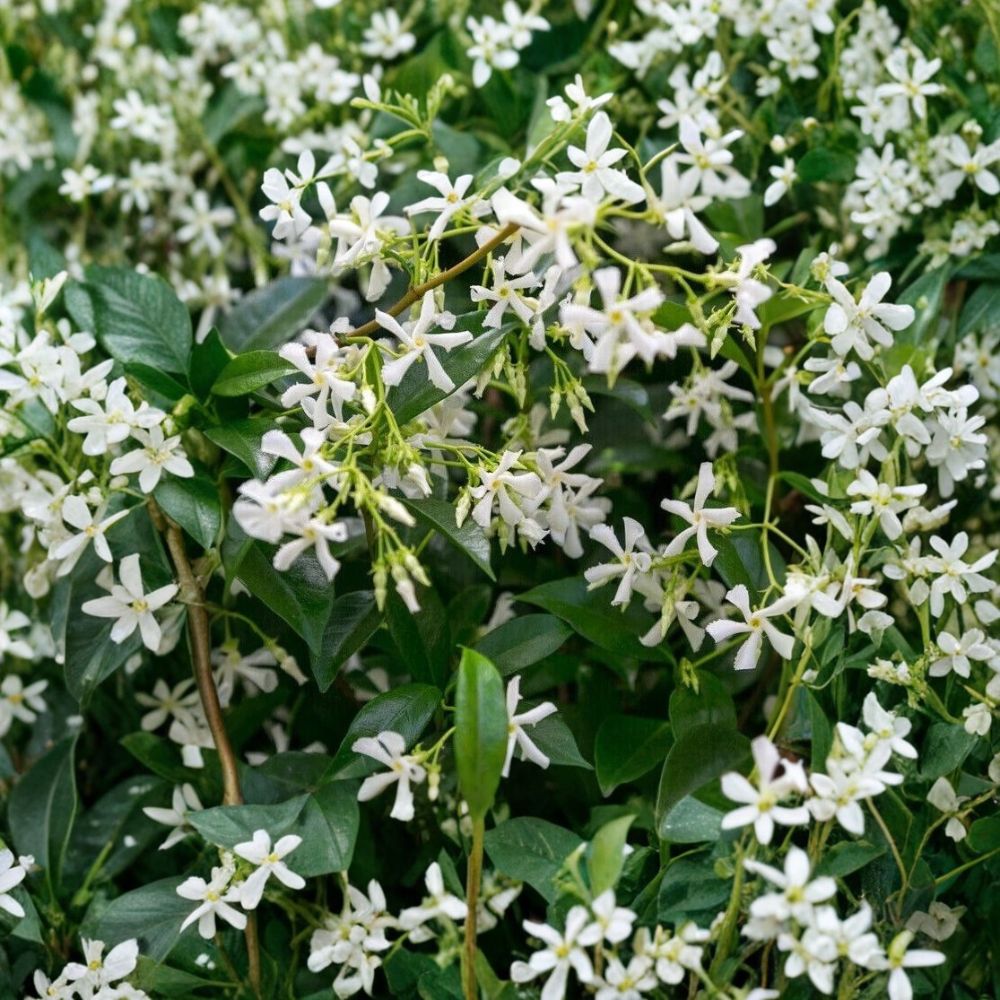 Star Jasmine Plant – Trachelospermum jasminoides Live Vine with Fragrant White Flowers, 10 Inch Tall in 3 Inch Pot