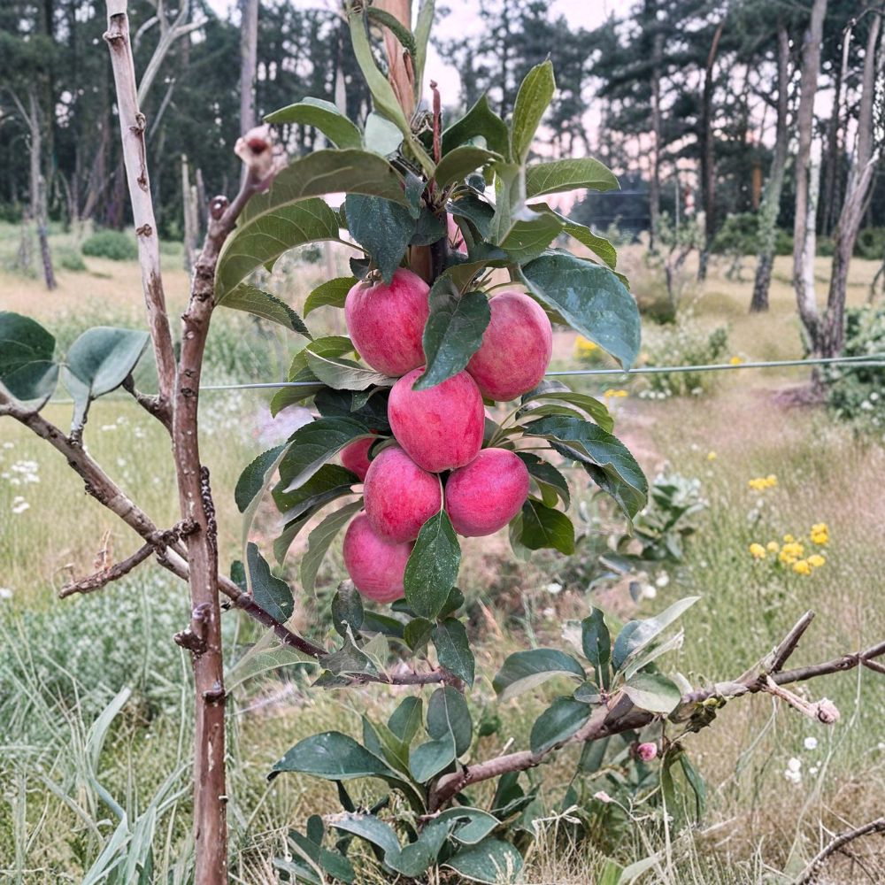Santiam Red Gala Apple Tree Bare Root | Early Ripening Sweet Apple on M7 Semi-Dwarf Rootstock