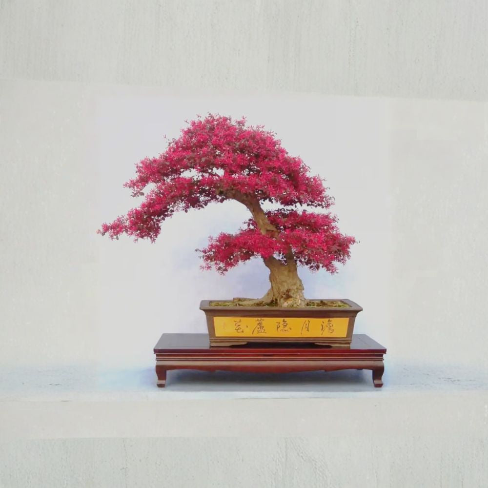 Loropetalum Chinese Fringe Flower Live Plant – Evergreen Shrub with Red Pink Blooms, Bonsai Ready, Hardy Ornamental Hedge
