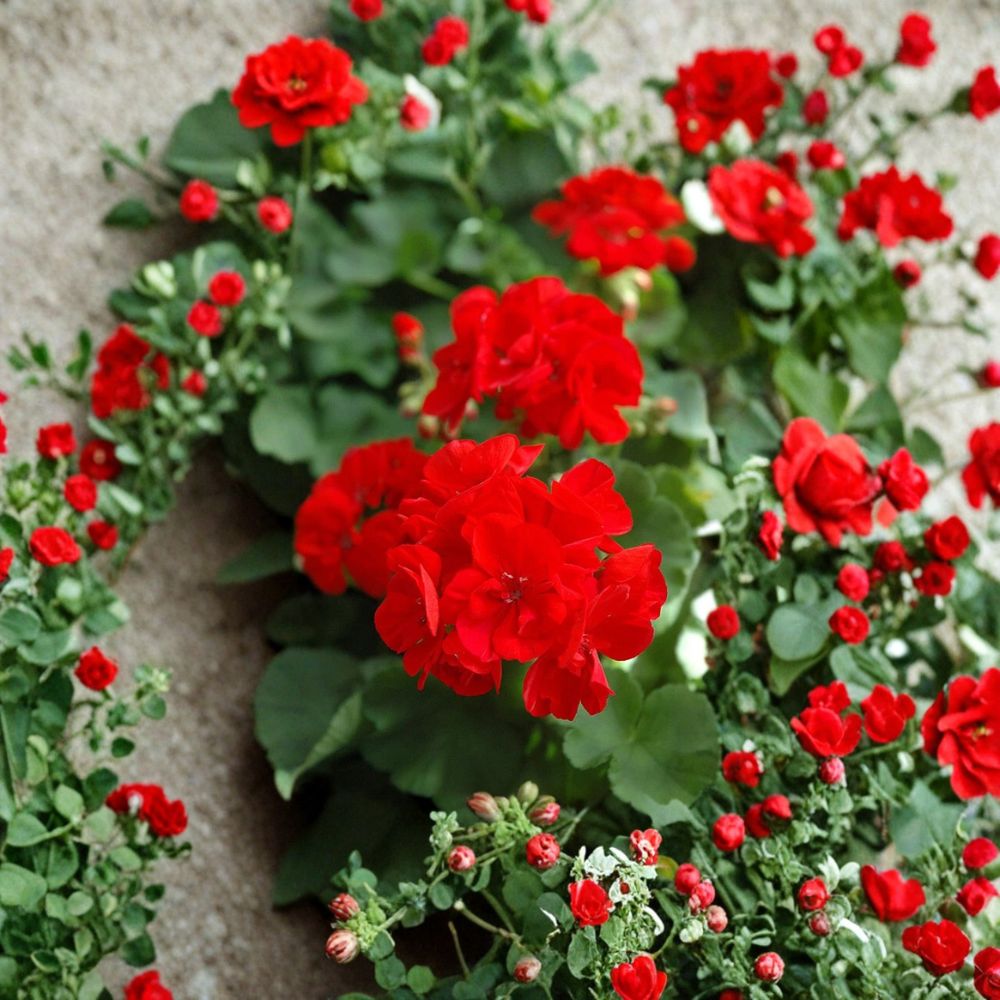 Red Geranium Cuttings – 20 Fresh Unrooted Pelargonium Cuttings | 5–8 Inch Starter Plants for Patio & Garden