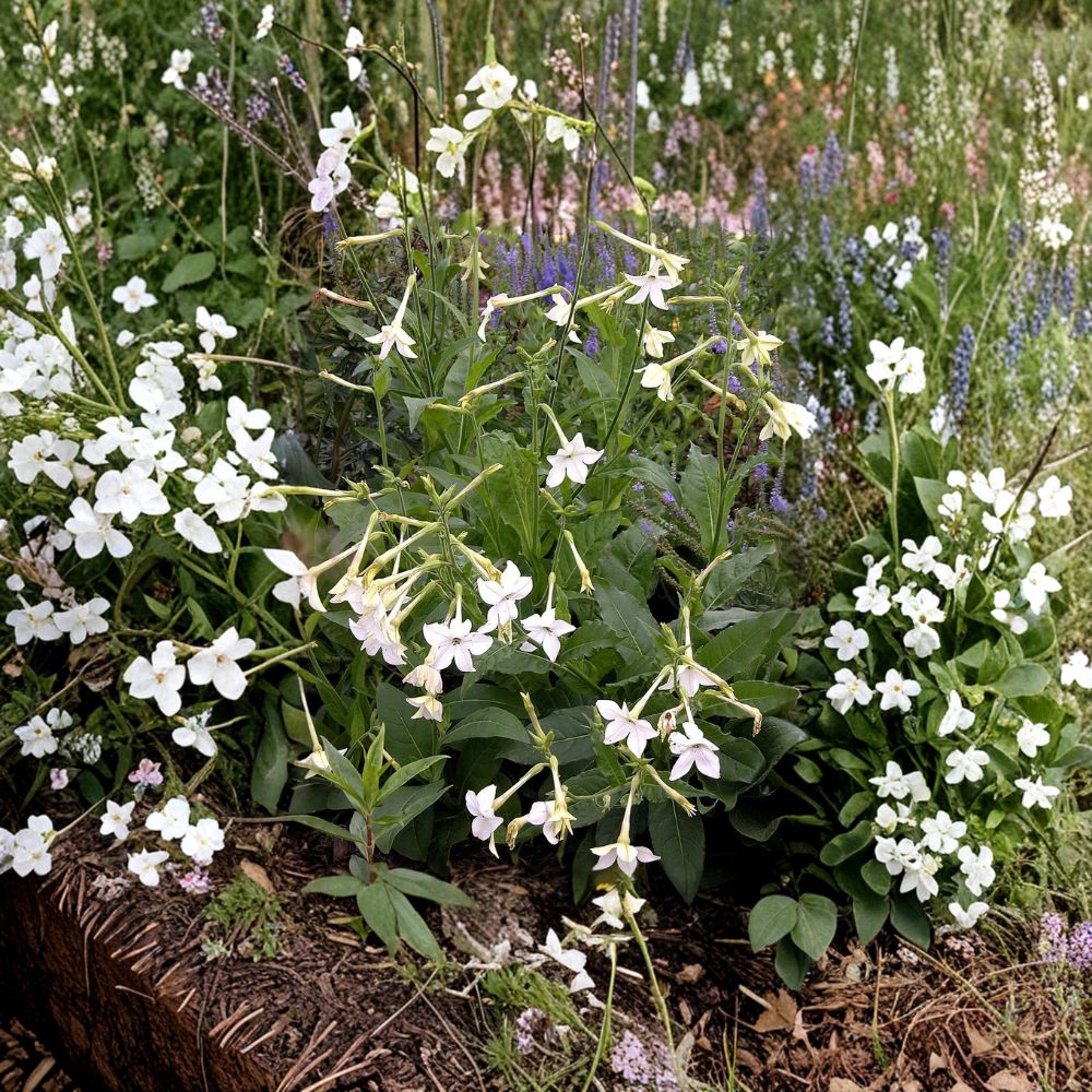 Nicotiana Alata Seeds 2000+ – Fragrant Jasmine Tobacco Night Blooming Flower Seeds Bulk