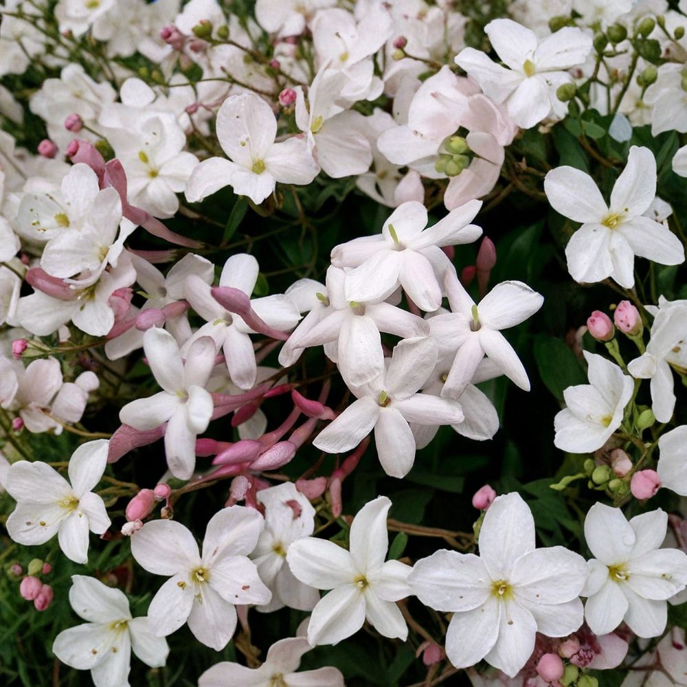 Pink Jasmine Vine Plant – Jasminum polyanthum Live Starter with Fragrant Winter Blooms, Indoor & Outdoor Climbing Vine