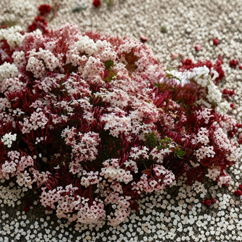 Pink Jasmine Live Starter Plant – Jasminum polyanthum, Fragrant Climbing Vine for Indoor & Outdoor