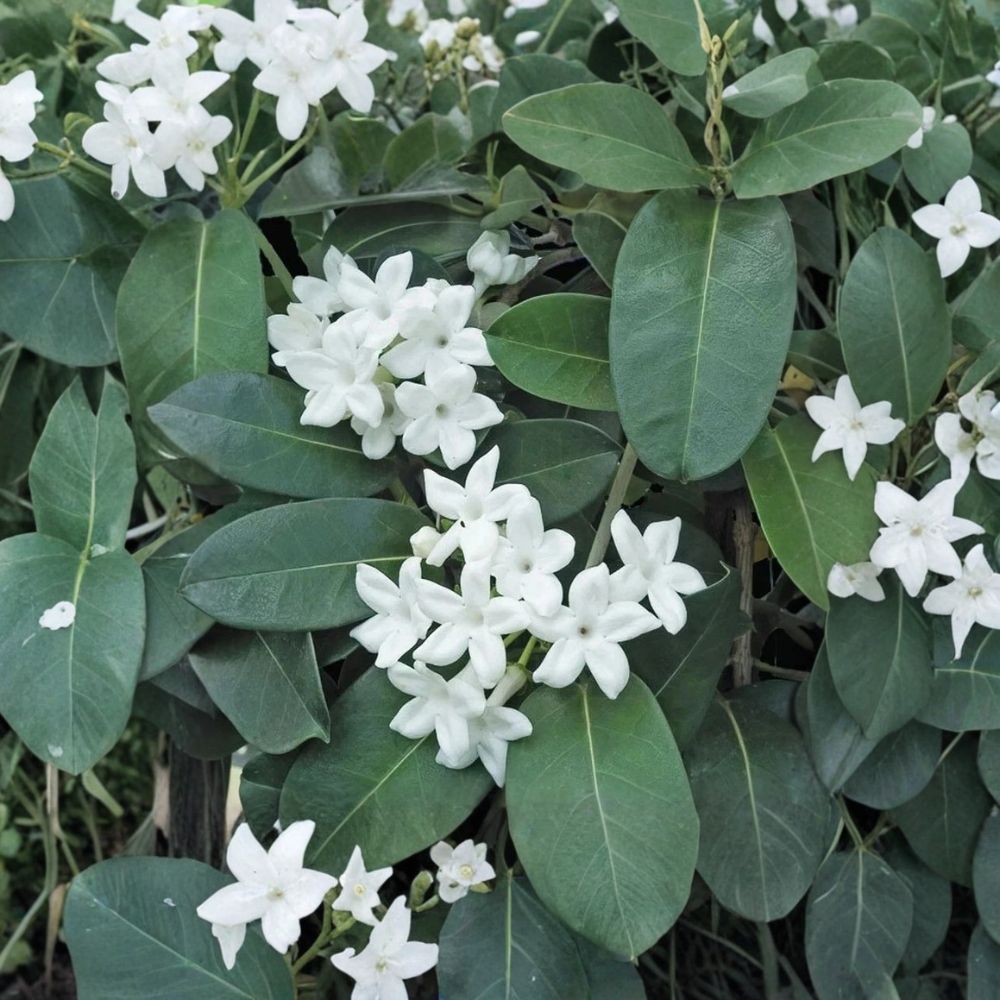 Madagascar Jasmine Plant – Stephanotis floribunda Live Starter with Fragrant White Flowers, Indoor/Outdoor Climbing Vine