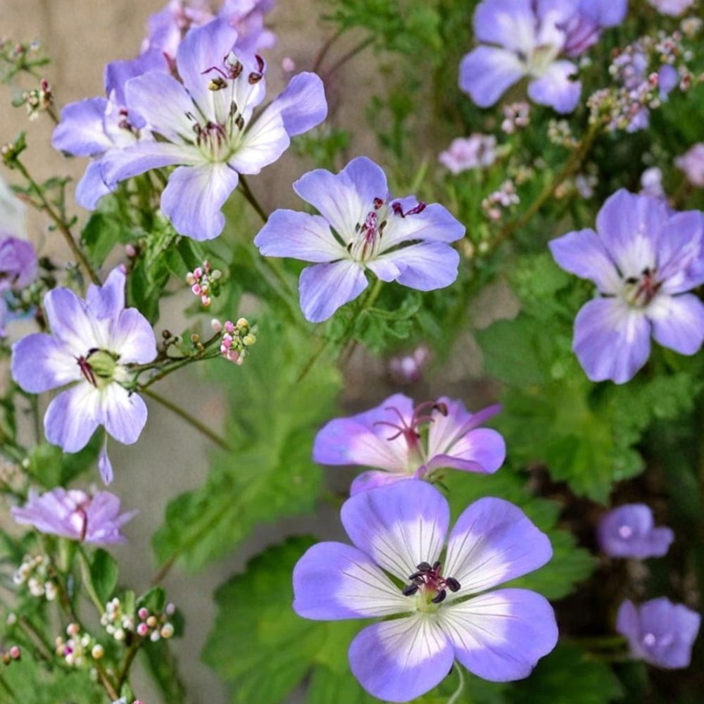 Buxton’s Blue Geranium Seeds – 25+ Hardy Perennial Geranium Flower Seeds