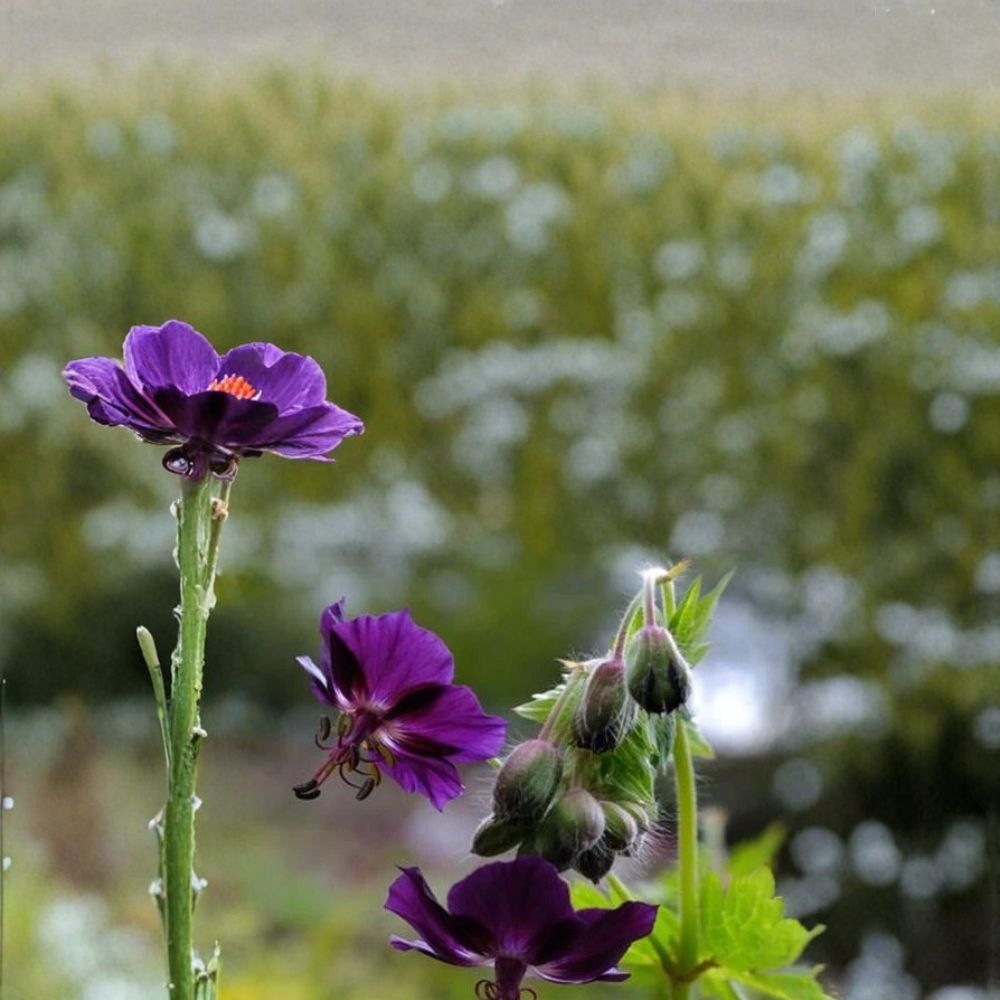 Lisa Geranium Seeds – Pelargonium Flower Seeds | 25+ Seeds for Patio & Balcony