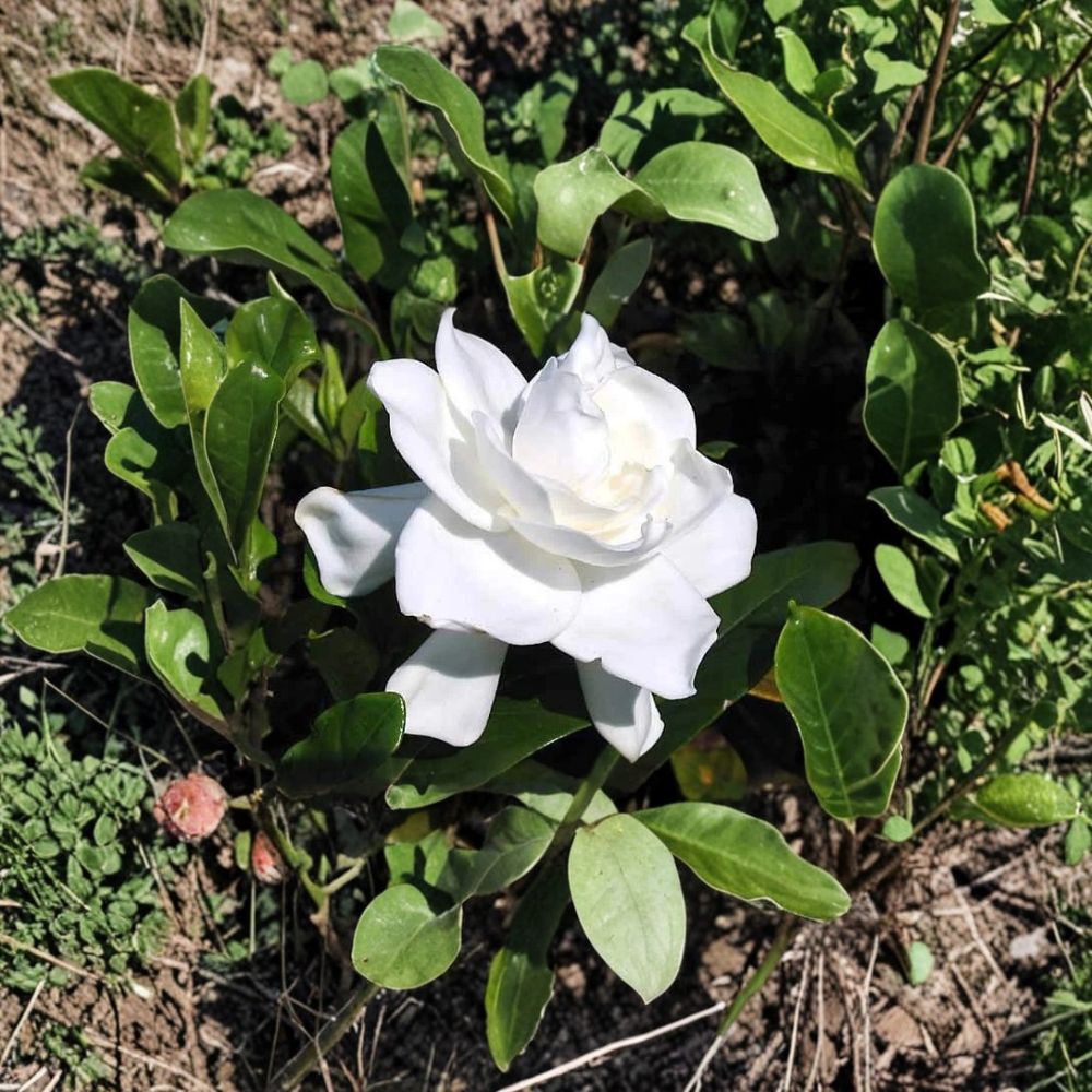 Gardenia Live Plants – 2 Heirloom Cape Jasmine Bushes with Fragrant White Flowers, 6 Inch Rooted Cuttings