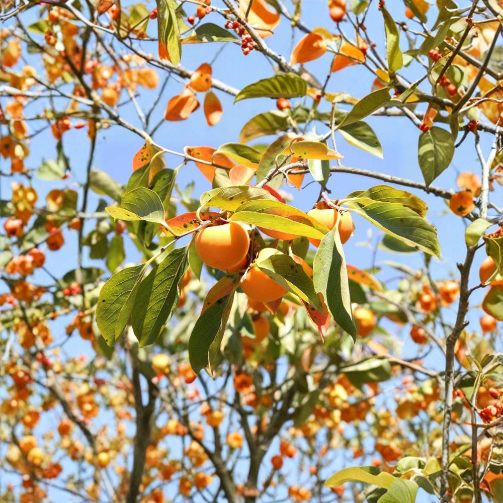 American Persimmon Tree Diospyros virginiana Live Seedling 3 Feet Tall 1 Gallon Pot Native Edible Fruit Tree