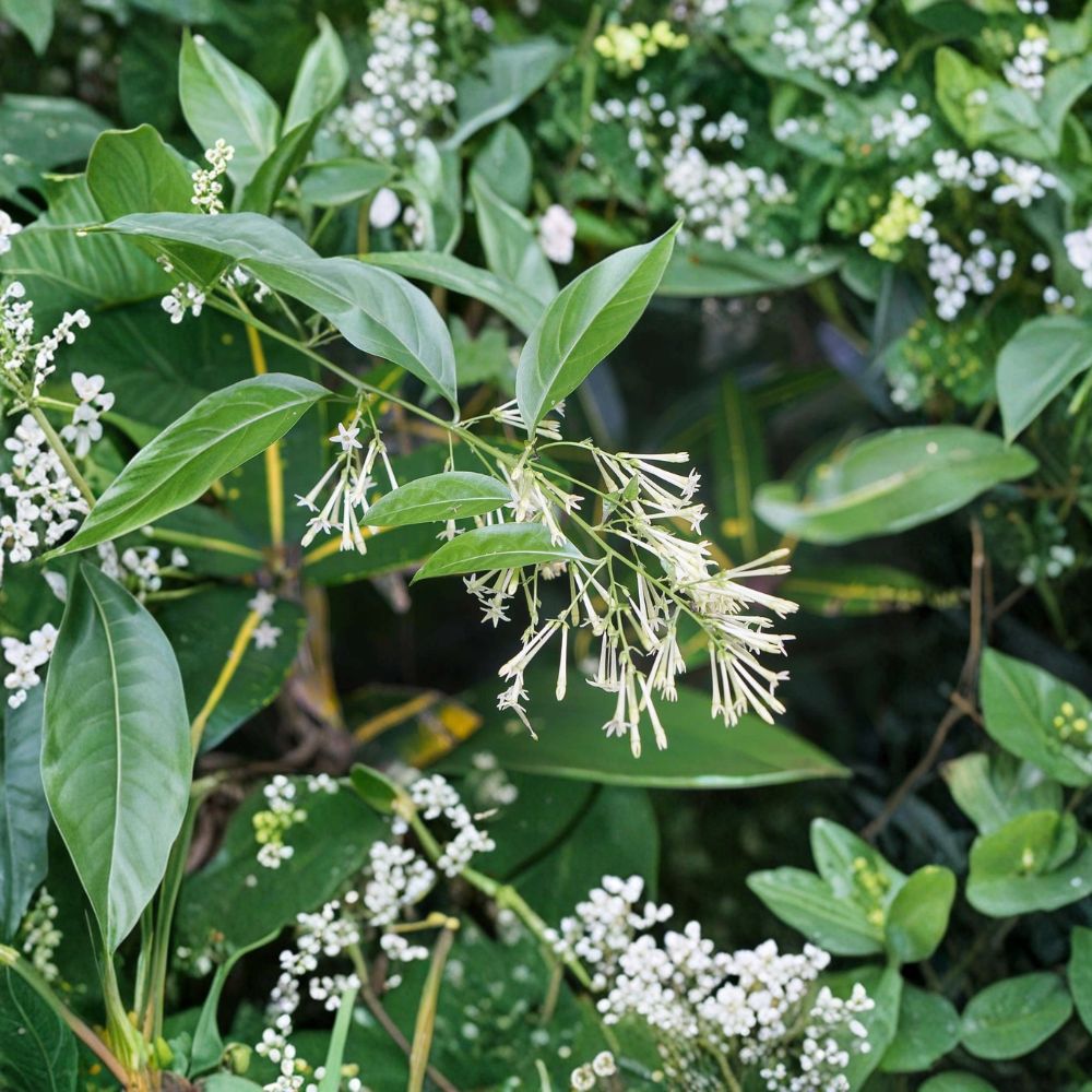 Night Blooming Jasmine Plant – Fragrant Cestrum nocturnum Starter, 4-6 Inches Tall, Indoor & Outdoor Shrub