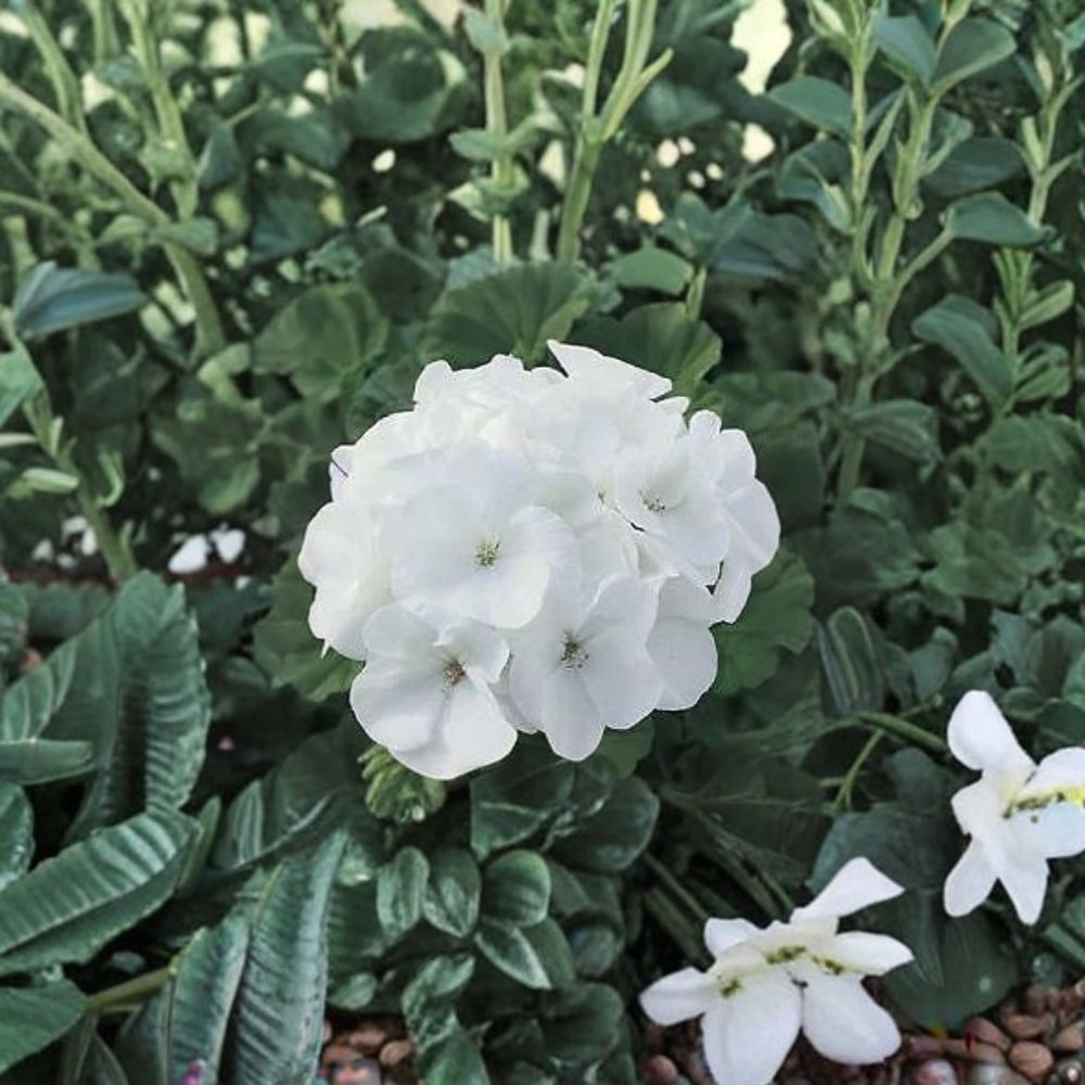 Geranium Maverick White Pelargonium Seeds | 1,000 Pure White Blooms | Robust & Easy to Grow