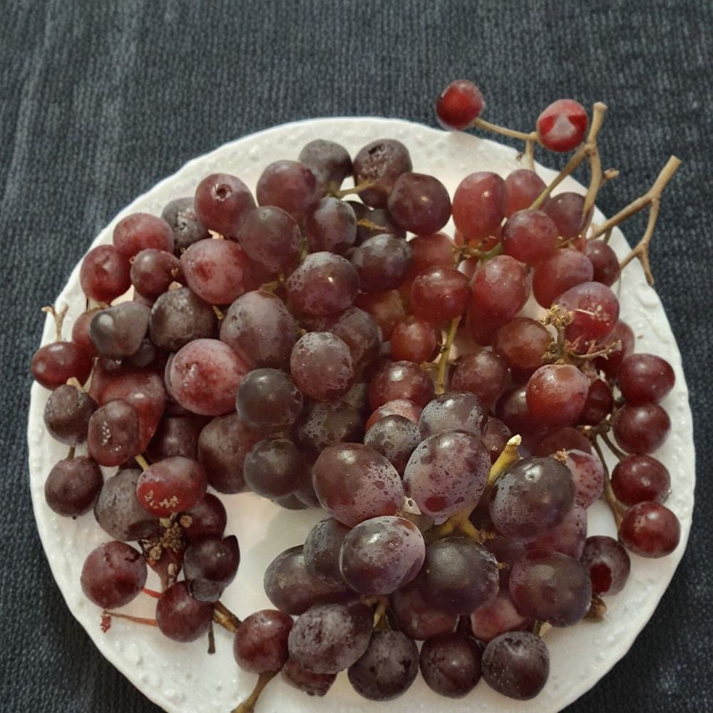 Vanessa Red Seedless Grape Vine – 2 Gallon Live Plant | Sweet Seedless Red Grapes | Self-Fertile Vitis vinifera