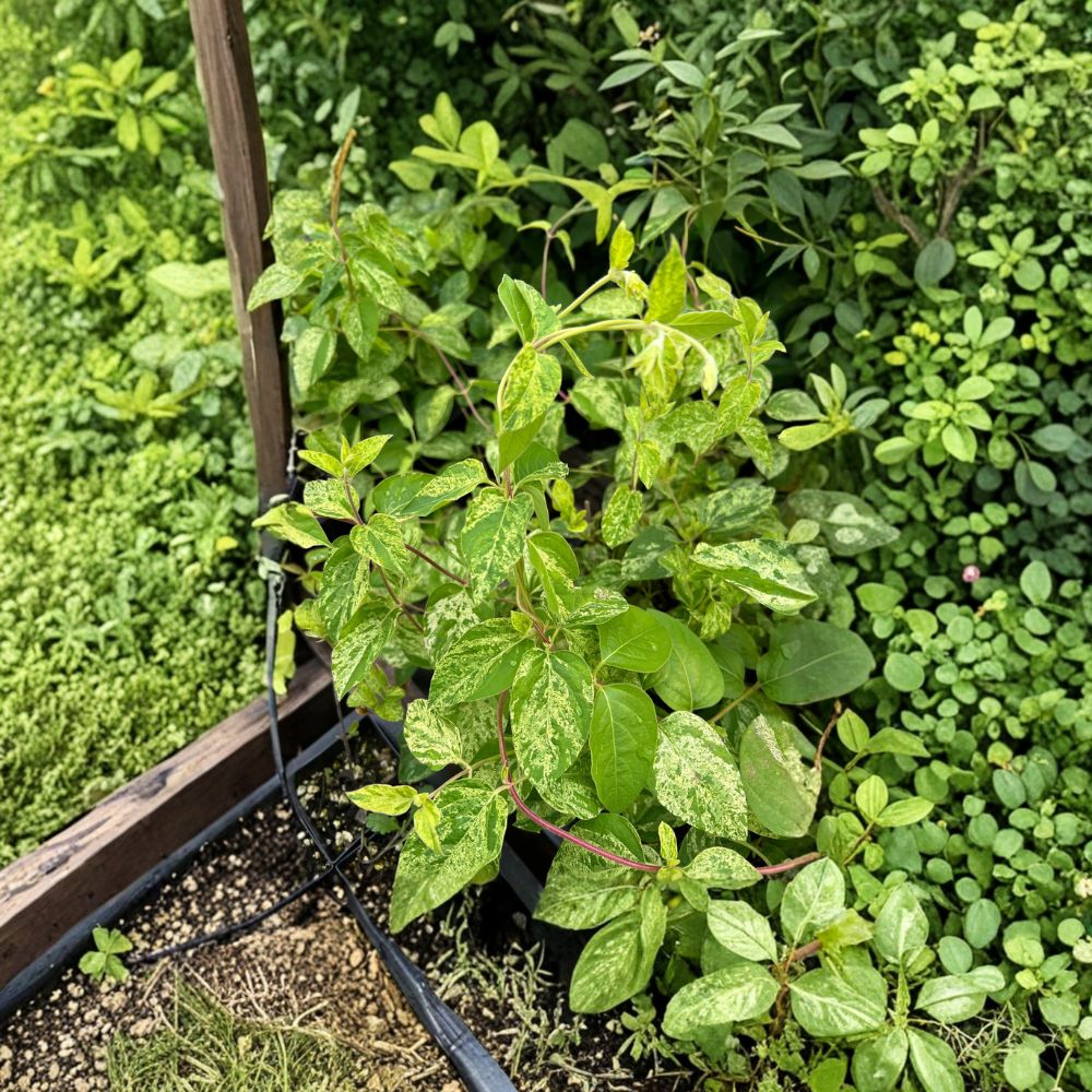 Variegated Honeysuckle Vine Lonicera japonica ‘Mint Crisp’ – Fragrant Climbing Plant with Cream & Green Foliage