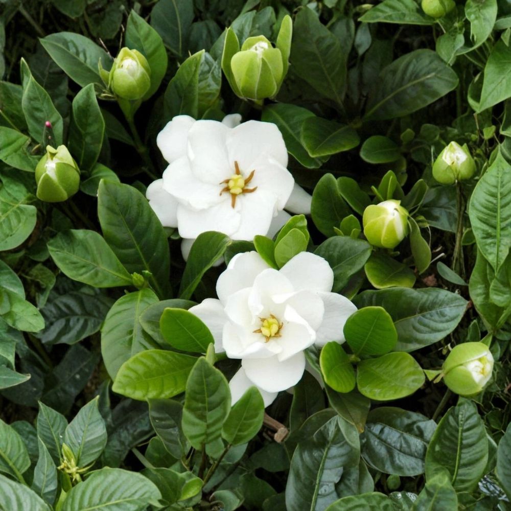 Gardenia ‘Buttons’ Live Plant – Fragrant Double White Flowers in 2.5 Qt Pot, Compact Dwarf Cape Jasmine Shrub