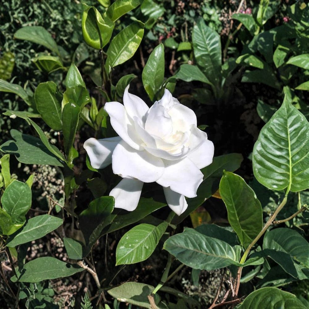 2 Live Gardenia Plants – Cape Jasmine Heirloom, 6” Tall Rooted Starter Shrubs with Fragrant White Flowers