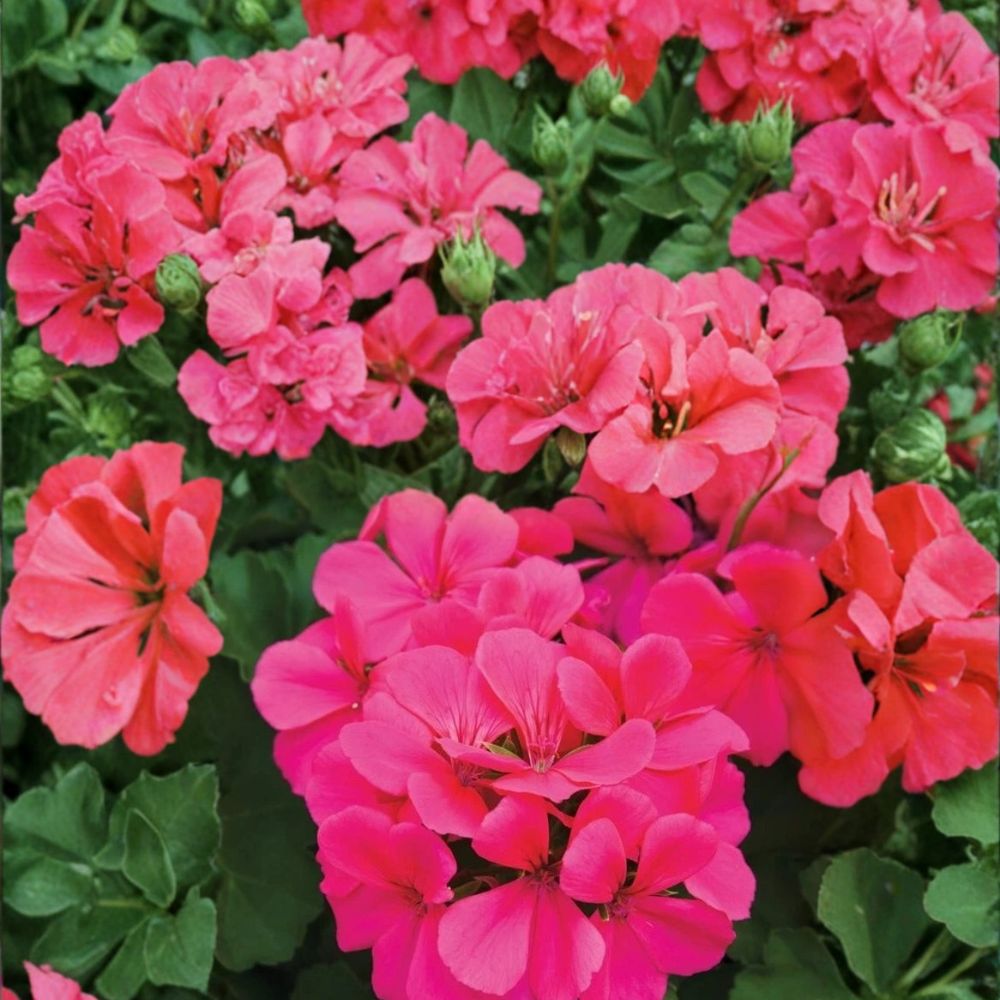 Caliente Dark Rose Geranium Seeds – 25+ Premium Pelargonium x hortorum Flower Seeds