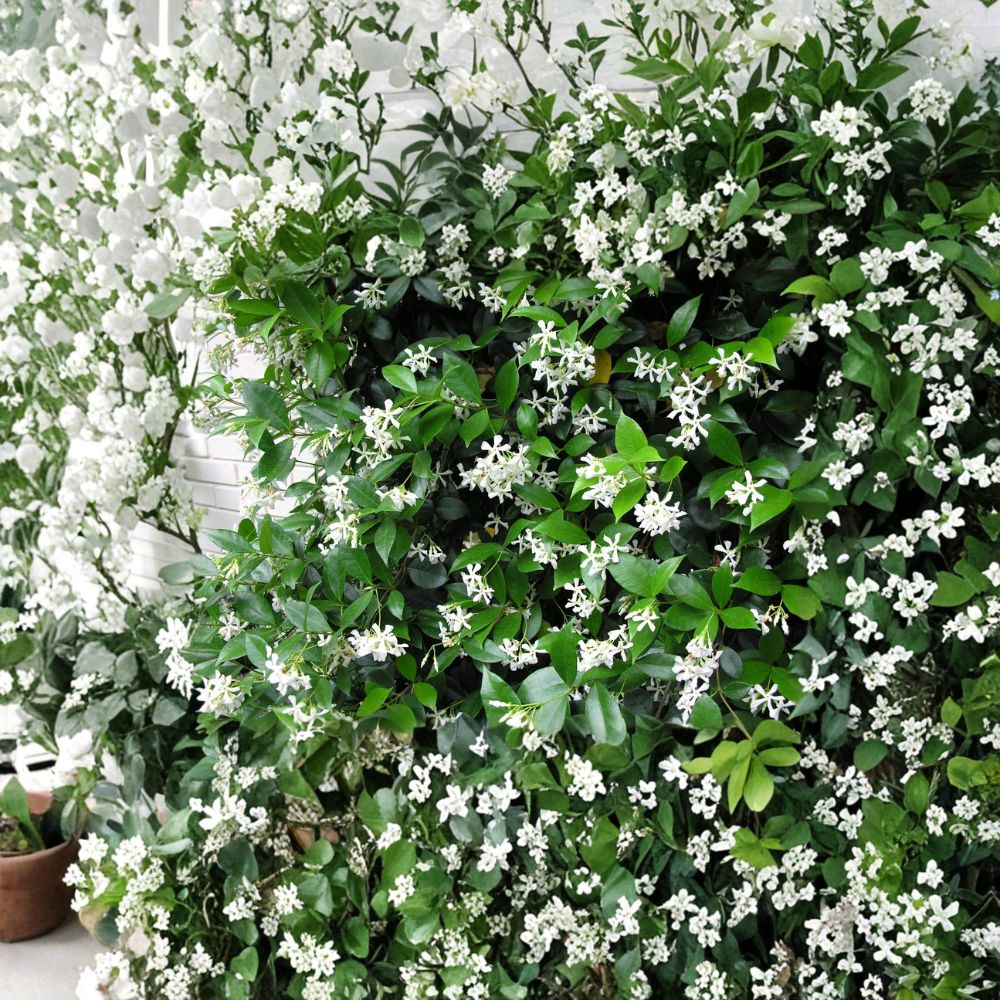 Confederate Star Jasmine Plant – Fragrant Evergreen Climbing Vine, 2–8 Inch Rooted Starter in Pot
