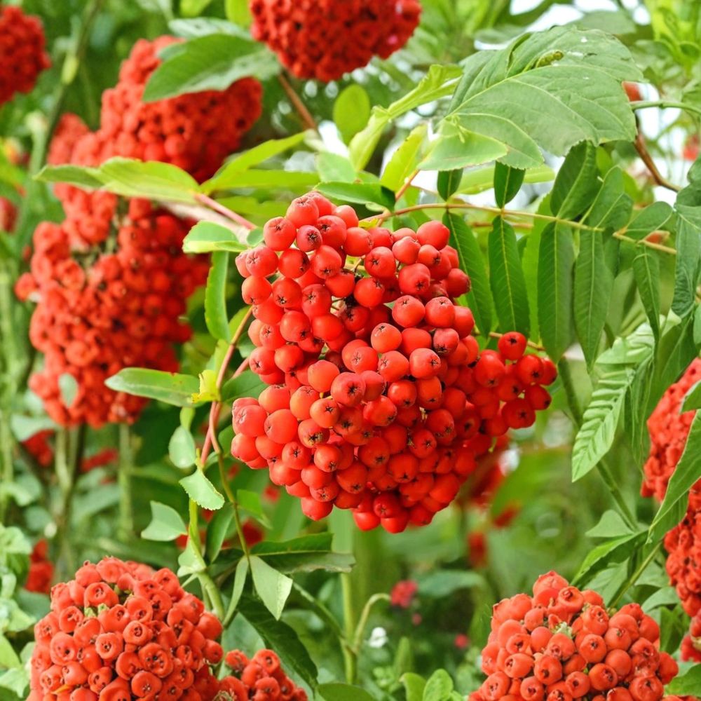 American Mountain Ash Tree Sorbus americana 2-3 Ft Bare Root Cold Hardy Ornamental Wildlife Friendly