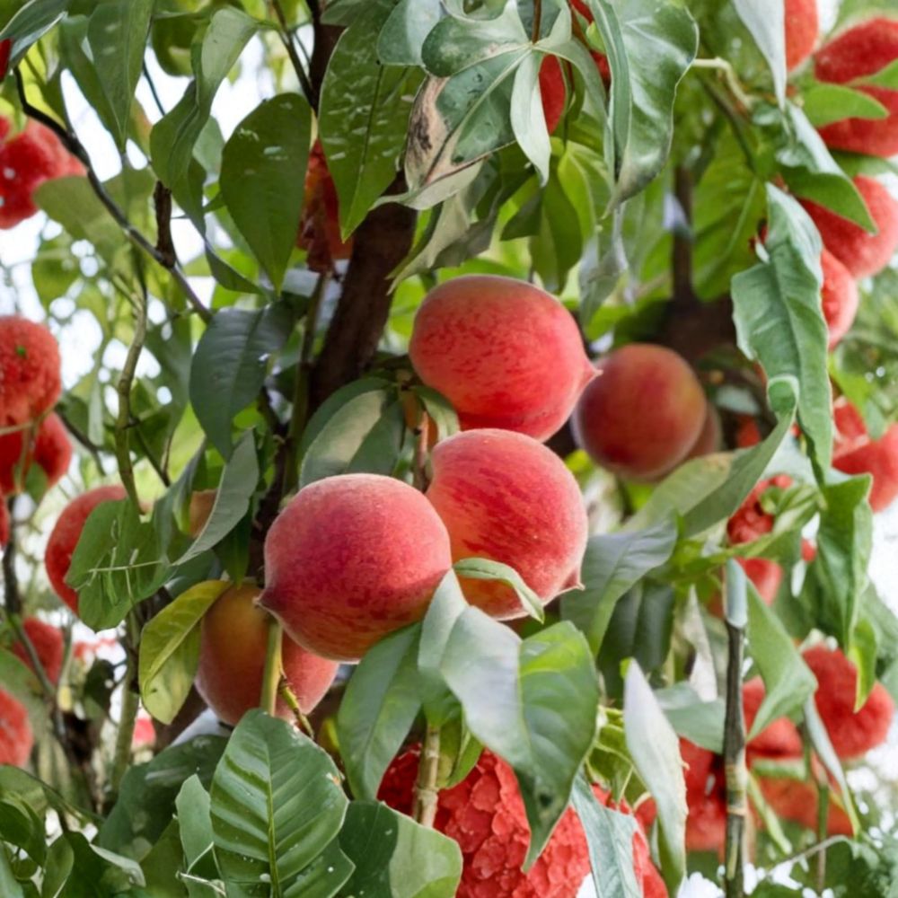 Frost Peach Tree Prunus persica | 3 Ft Yellow Freestone Peach | Disease Resistant & Self-Fertile